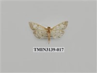 藏品(螟蛾277)的圖片